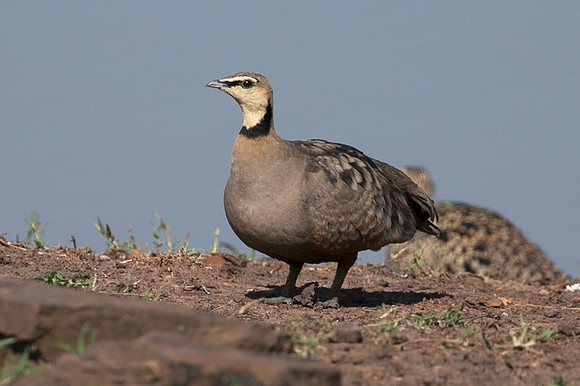 Black-faced sangrouses - Grumeti