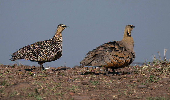 Black-faced sangrouses - Grumeti