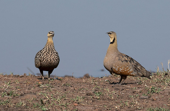 Black-faced sangrouses - Grumeti