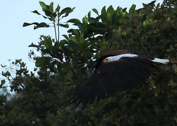 Fish eagle - Liuwa Plain NP