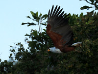 Eagles