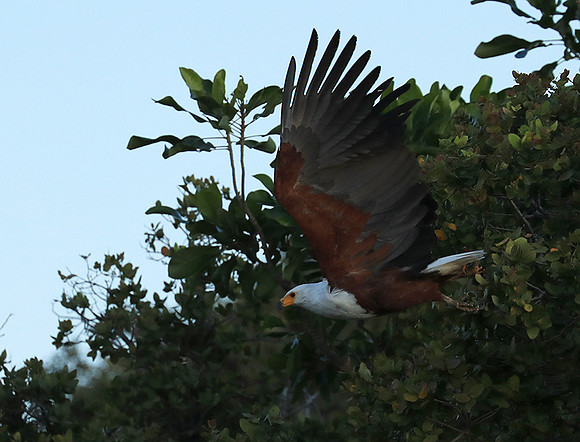 Fish eagle - Liuwa Plain NP