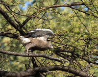 Western banded snake eagle - Lower Zambezi NP