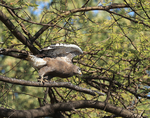 Western banded snake eagle - Lower Zambezi NP