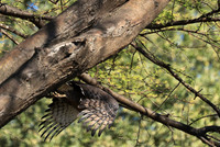 Western banded snake eagle - Lower Zambezi NP