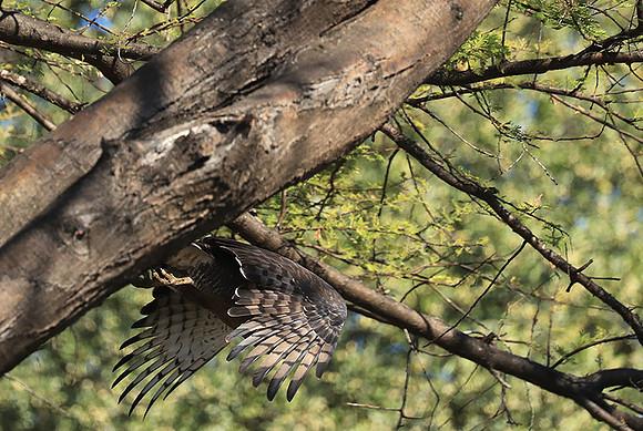 Western banded snake eagle - Lower Zambezi NP