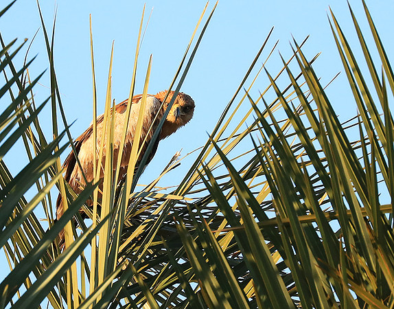 Tawny eagle - Liuwa Plain NP