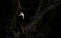 Fish eagle - Lower Zambezi NP