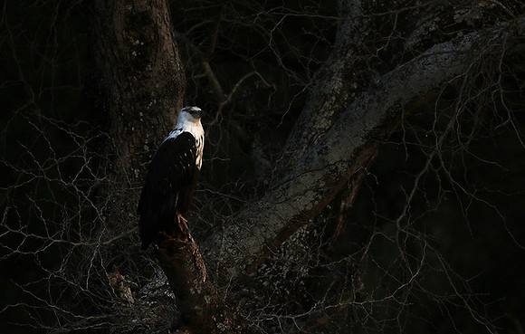 Fish eagle - Lower Zambezi NP