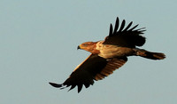 Tawny eagle - Liuwa Plain NP