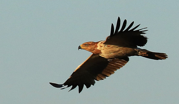 Tawny eagle - Liuwa Plain NP