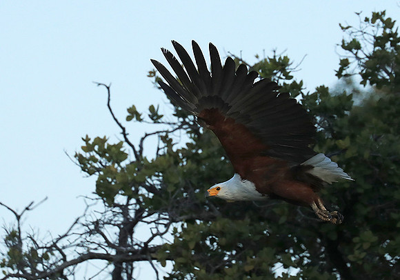Fish eagle - Liuwa Plain NP