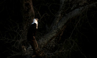 Fish eagle - Lower Zambezi NP