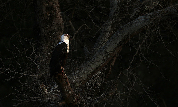 Fish eagle - Lower Zambezi NP