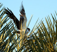 Tawny eagle - Liuwa Plain NP