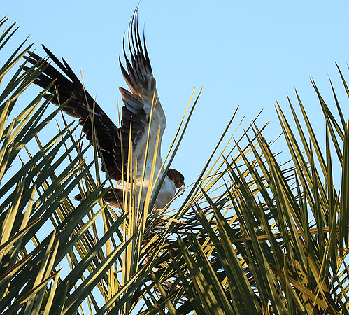 Tawny eagle - Liuwa Plain NP