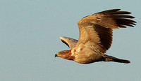 Tawny eagle - Liuwa Plain NP