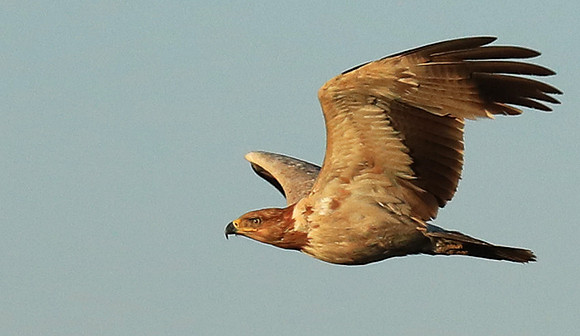 Tawny eagle - Liuwa Plain NP