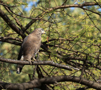 Western banded snake eagle - Lower Zambezi NP