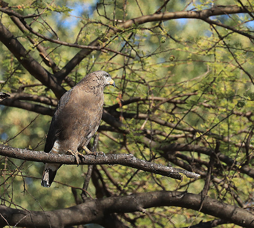 Western banded snake eagle - Lower Zambezi NP