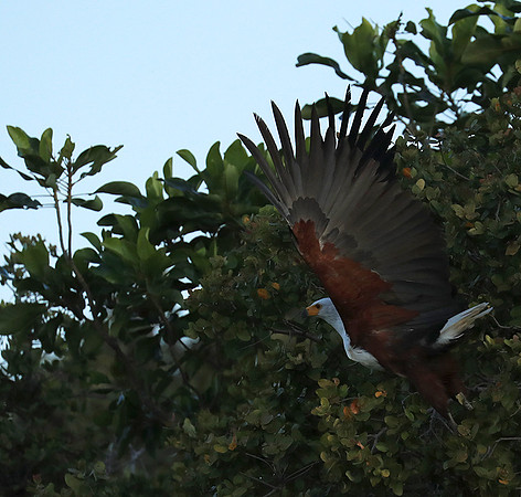 Fish eagle - Liuwa Plain NP