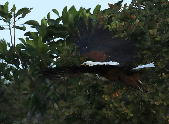 Fish eagle - Liuwa Plain NP