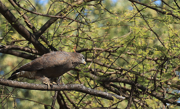 Western banded snake eagle - Lower Zambezi NP