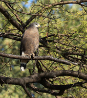 Western banded snake eagle - Lower Zambezi NP