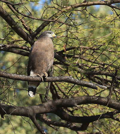 Western banded snake eagle - Lower Zambezi NP
