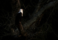 Fish eagle - Lower Zambezi NP
