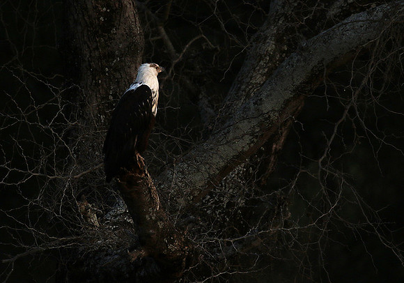 Fish eagle - Lower Zambezi NP