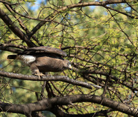 Western banded snake eagle - Lower Zambezi NP