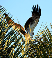 Tawny eagle - Liuwa Plain NP