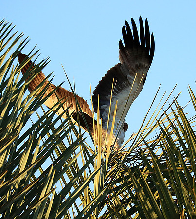 Tawny eagle - Liuwa Plain NP
