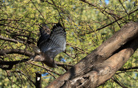 Western banded snake eagle - Lower Zambezi NP