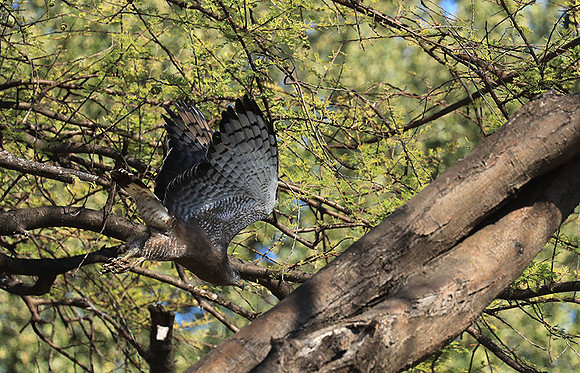 Western banded snake eagle - Lower Zambezi NP
