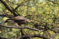 Western banded snake eagle - Lower Zambezi NP