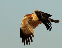 Tawny eagle - Liuwa Plain NP