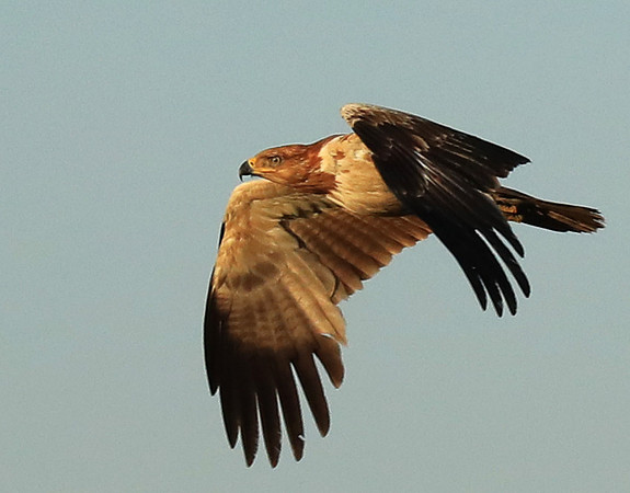 Tawny eagle - Liuwa Plain NP