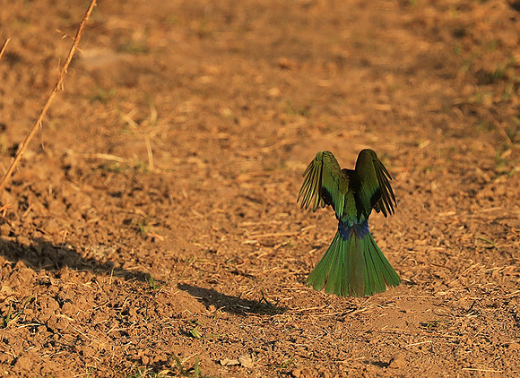 Whire-fronted bee eater - South Luangwa