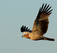 Tawny eagle - Liuwa Plain NP