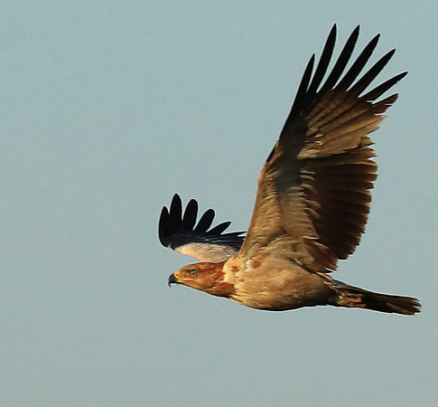 Tawny eagle - Liuwa Plain NP
