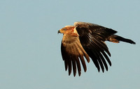 Tawny eagle - Liuwa Plain NP