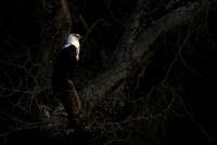 Fish eagle - Lower Zambezi NP
