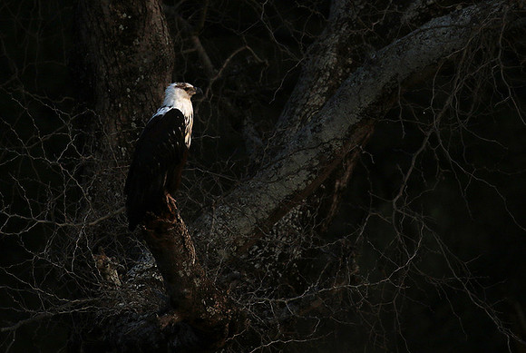 Fish eagle - Lower Zambezi NP