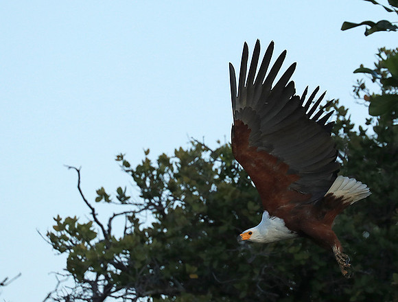 Fish eagle - Liuwa Plain NP