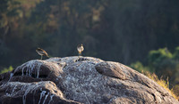 Water thicknees - Kariba