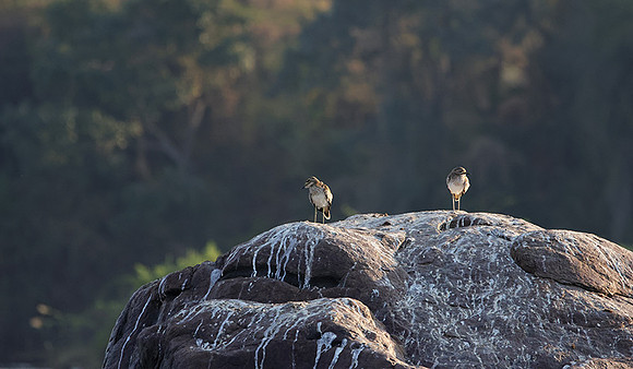 Water thicknees - Kariba