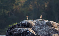Water thicknees - Kariba
