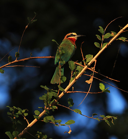 Whire-fronted bee eater - South Luangwa